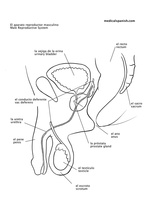male-reproductive-system