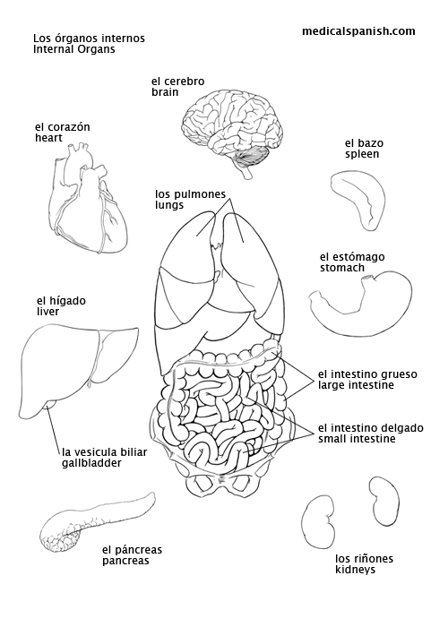 internal-organs